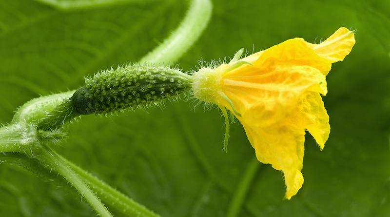 Почему не растут огурцы на подоконнике: желтеют и сохнут плоды, причины, лечение