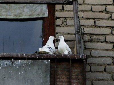 Чем можно отпугнуть и как избавиться от голубей на своем балконе и подоконнике