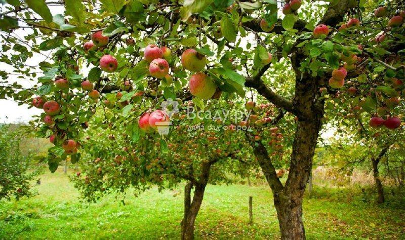 Как ухаживать за яблоней – полное руководство от «зеленой грядки» — agroxxi