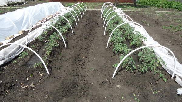 Агротехника выращивания томатов