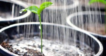 Как поливать рассаду баклажан: требования к воде, как часто это делать, полив после посадки, пикировки и пересадки в теплицу русский фермер