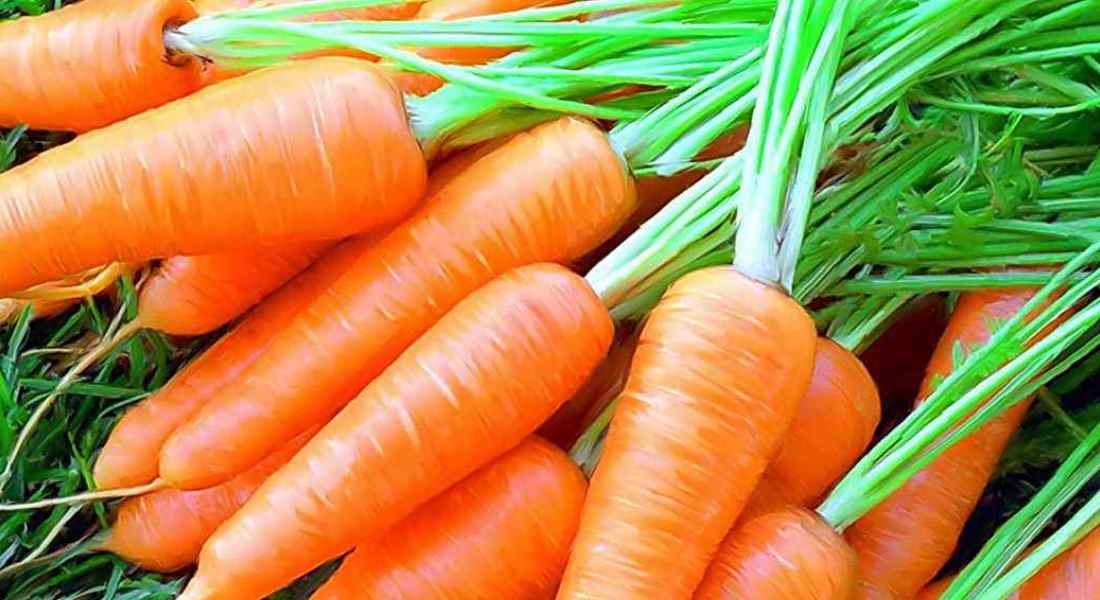 Посадка моркови осенью под зиму: выбор сорта и подготовка грядок, видео и фото