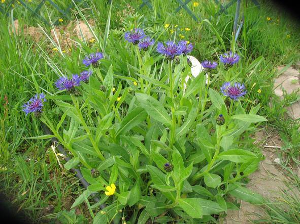 Василек - садовый цветок. посадка, уход и выращивание. описание и виды