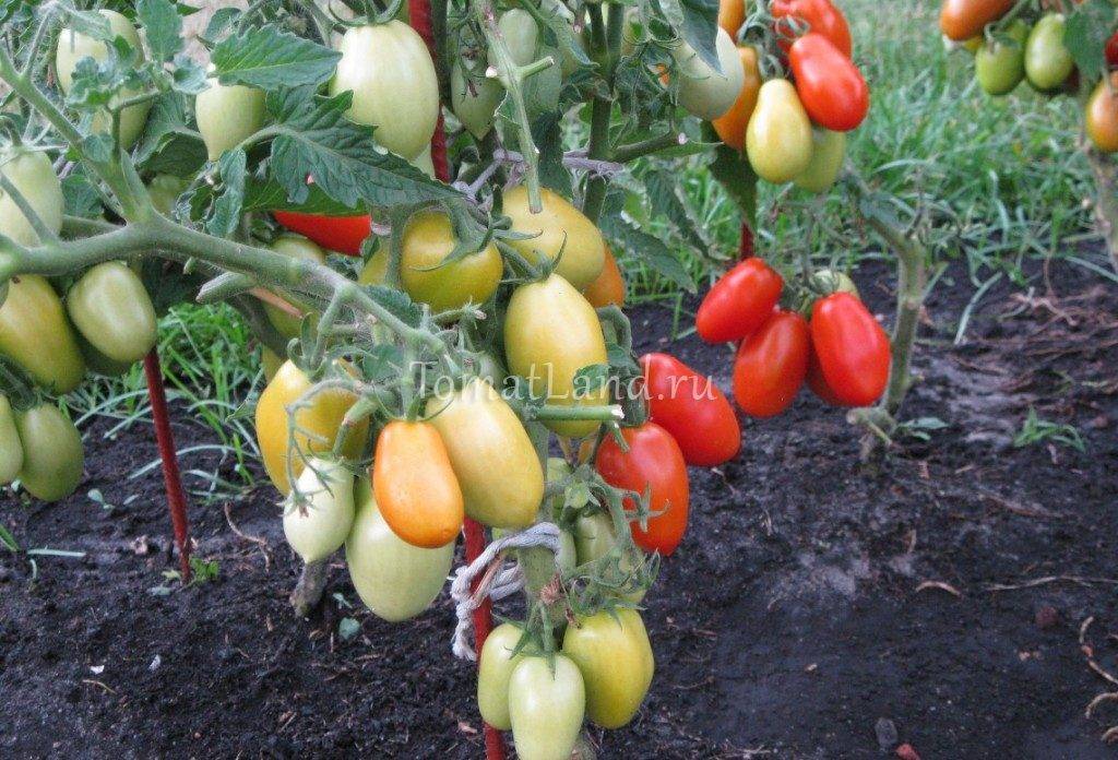 Томат "челнок": характеристика, описание, урожайность сорта, фото и видео, особенности выращивания помидор русский фермер