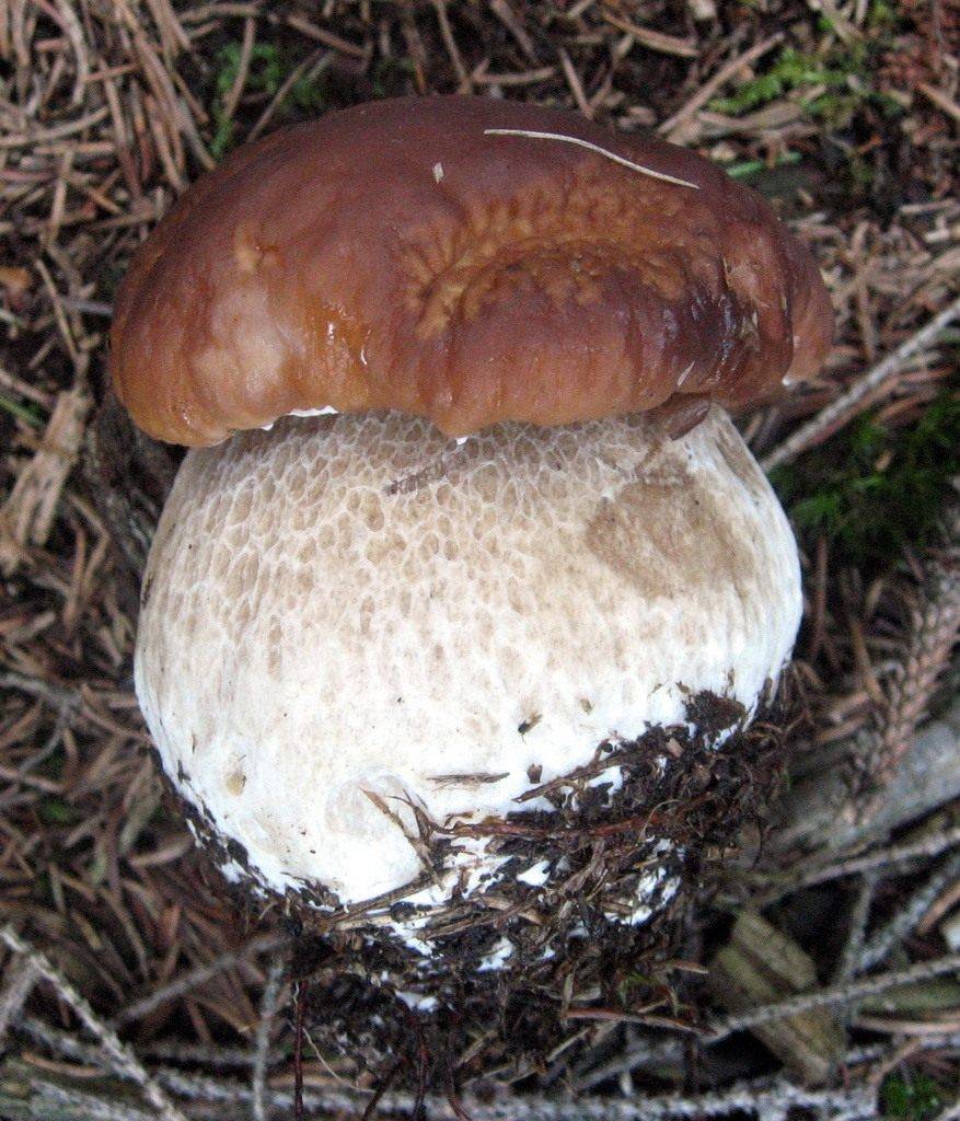 Белый гриб (boletus edulis): информация, где растет, фото, виды