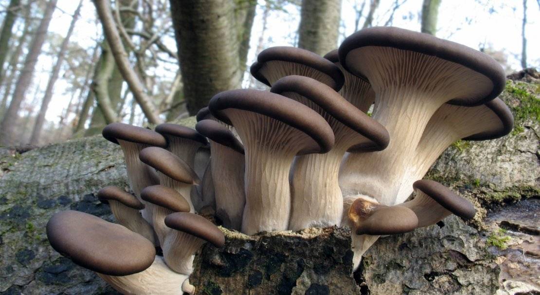 Грибы вешенки - описание, фото, полезные свойства. виды вешенки, где и когда производить сбор грибов