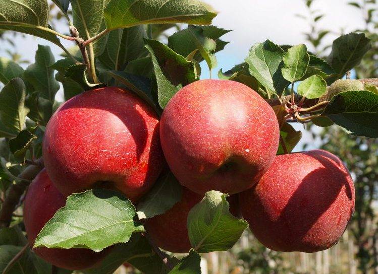 Сорт яблок чёрный принц: описание, преимущества и выращивание дерева на участке