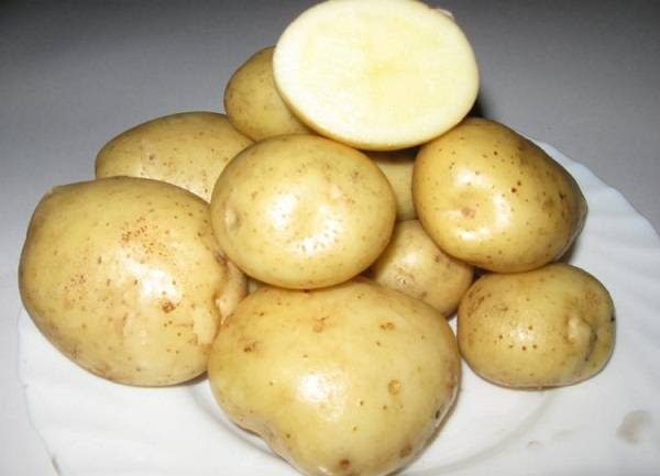 Картофель винета: описание сорта, отзывы (фото)