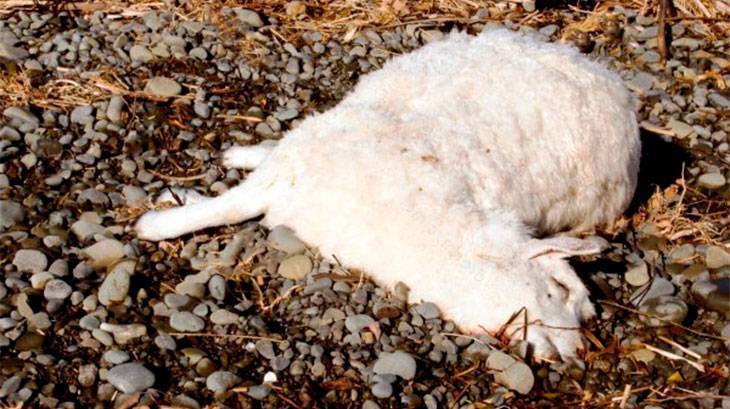 Брадзот овец: основная симптоматика и клинические признаки болезни, возбудитель, диагностика, лечение - лучший фермер