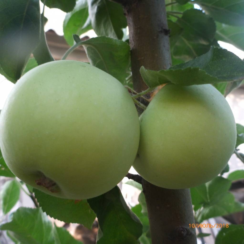 Характеристики сорта яблонь ренет черненко, описание и регионы выращивания