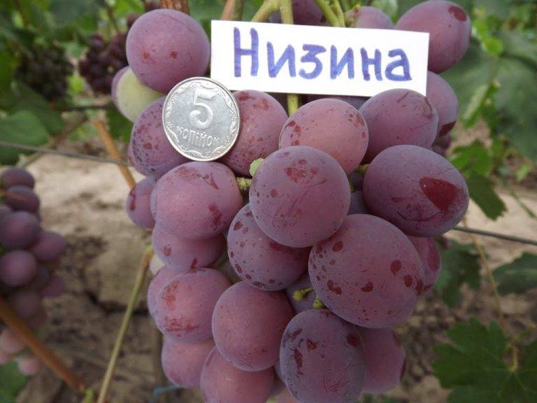 Виноград долгожданный: сверхранний сорт для большинства регионов