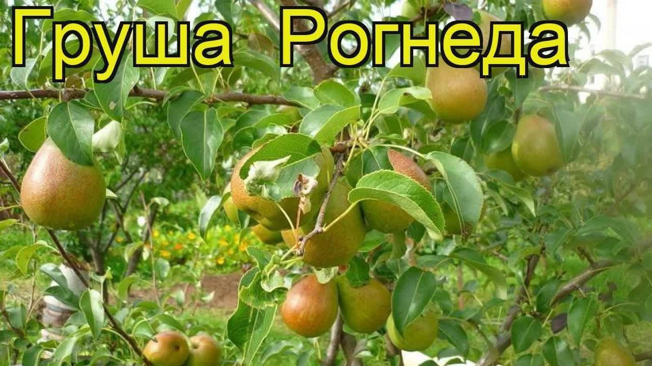 Сорт груши рогнеда фото и описание