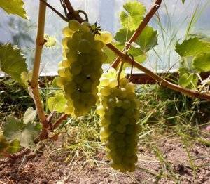 Виноград бианка: фото, описание сорта, характеристика