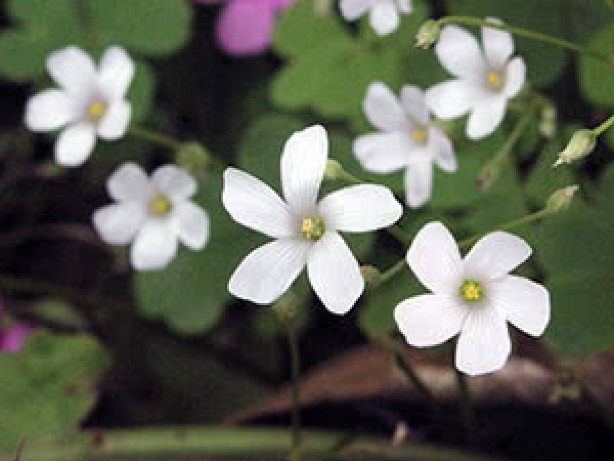 Как вырастить цветок кислицы (оксалис) – секреты посадки, размножения и ухода