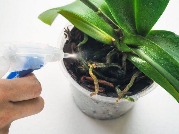 Как ухаживать за орхидеями фаленопсис в домашних условиях