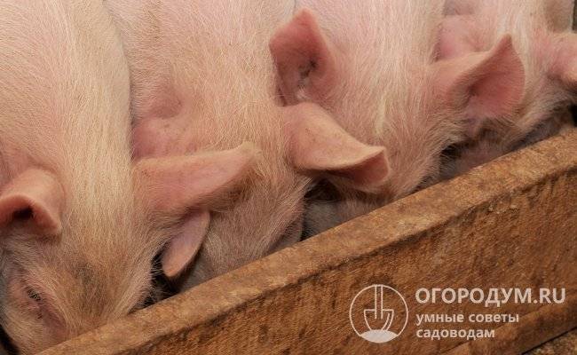 Эффективный откорм свиней в домашних условиях