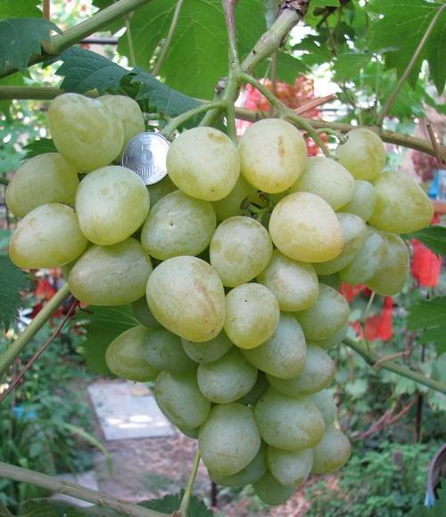 Гармония вкуса и отрада для души: виноград сорта «монарх»