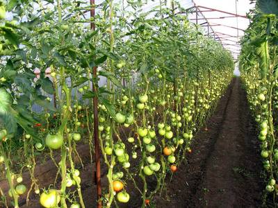 Рассада помидор для теплицы: когда сажать и как правильно выращивать