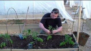 Правила посадки томатов в открытый грунт и уход за ними
