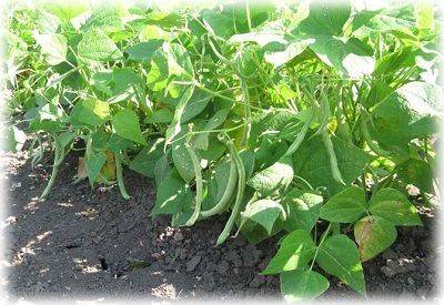 Фасоль спаржевая: выращивание и уход в открытом грунте