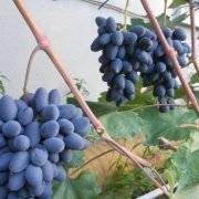 Описание и выращивание столового сорта винограда «Гала»