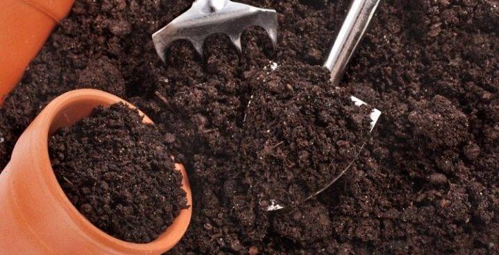 Какая почва нужна для фиалок?