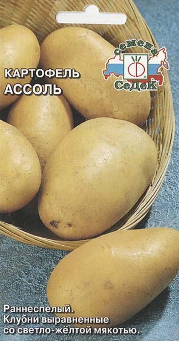 Описание картофеля Ассоль