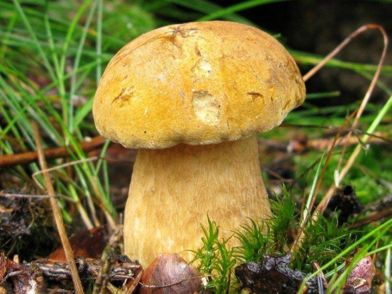 Пластинчатый гриб похожий на белый гриб. пластинчатые грибы: фото съедобных с описанием | дачная жизнь