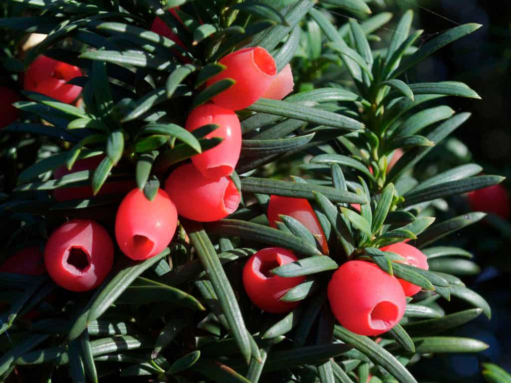 Тис ягодный - описание и сорта растения, посадка, выращивание и уход