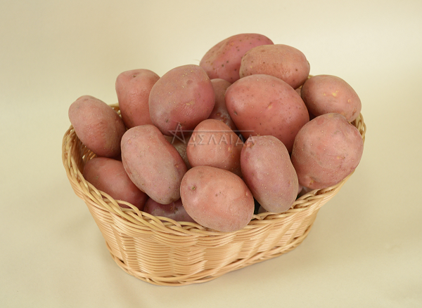 ᐉ сорт картофеля «эволюшн (evolution)» – описание и фото - roza-zanoza.ru