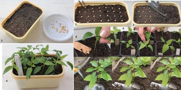 Как вырастить рассаду перца в домашних условиях: пошаговая инструкция, фото, видео