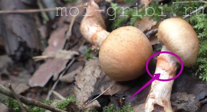 Описание гриба паутинник