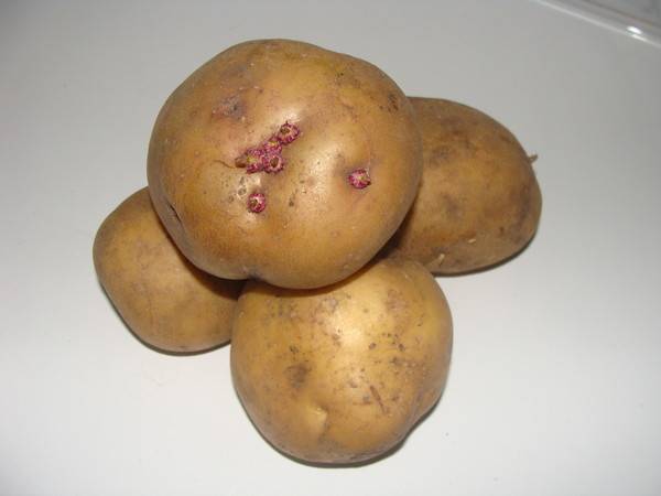 Когда обрезать ботву у картофеля и нужно ли это делать?
