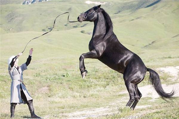 Лошади карачаевской породы: жеребец из кавказа, описание, характеристики