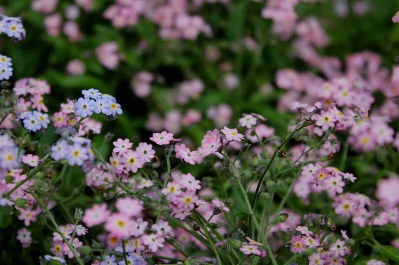 Незабудка- цветок (65 фото): как выглядит? стелющаяся и полевая, лесная и болотная, садовая и другие виды. где она растет? когда сажать семена?