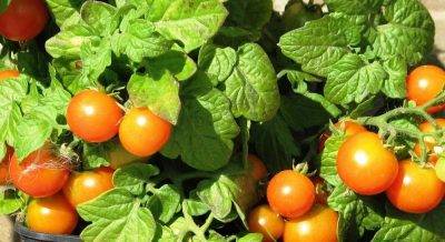 Подкормка помидор в теплице: полезная инструкция