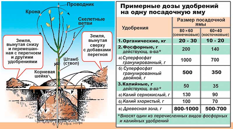 Как посадить грушу? пошаговое описание посадки и советы опытных садоводов по выбору сорта и места размещения груши (125 фото + видео)