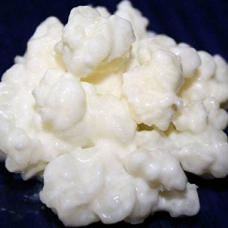 Молочный гриб – бесконечные полезные свойства и редкие противопоказания волшебного тибетского кефира - грибы собираем
