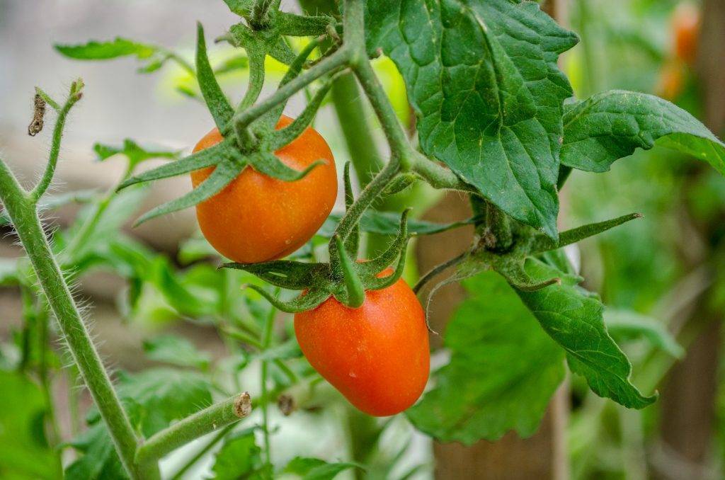Сорт томата «орлиный клюв» – оригинальный вид и потрясающий вкус
