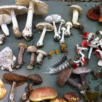 Что такое грибные гифы