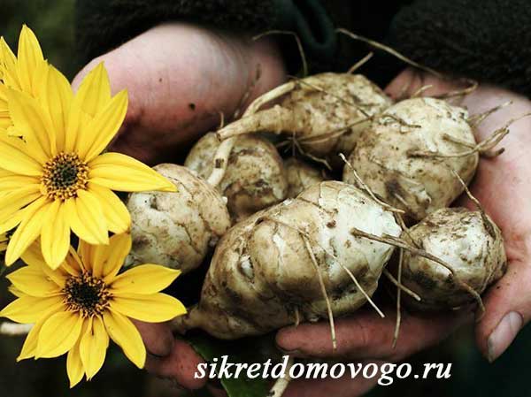 Топинамбур, или земляная груша. выращивание, уход, размножение. фото — ботаничка.ru