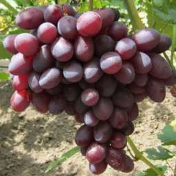 Виноград спонсор: описание сорта, подробные характеристики и фото selo.guru — интернет портал о сельском хозяйстве