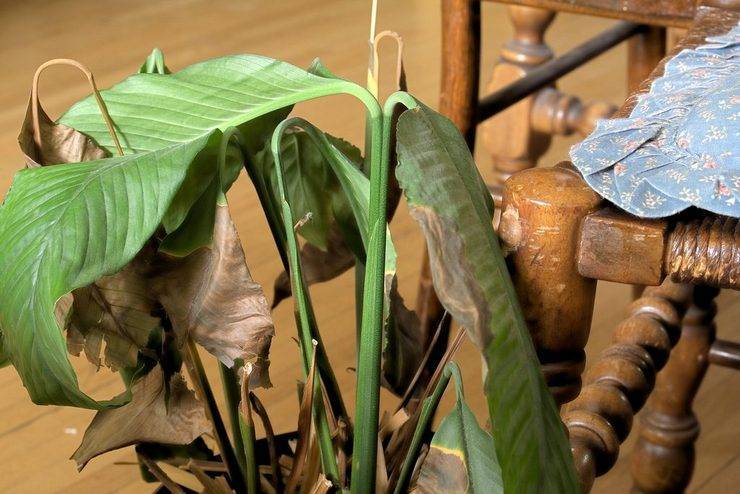 Почему сохнут листья у спатифиллума? описание проблем и коррекция ухода. фото — ботаничка.ru