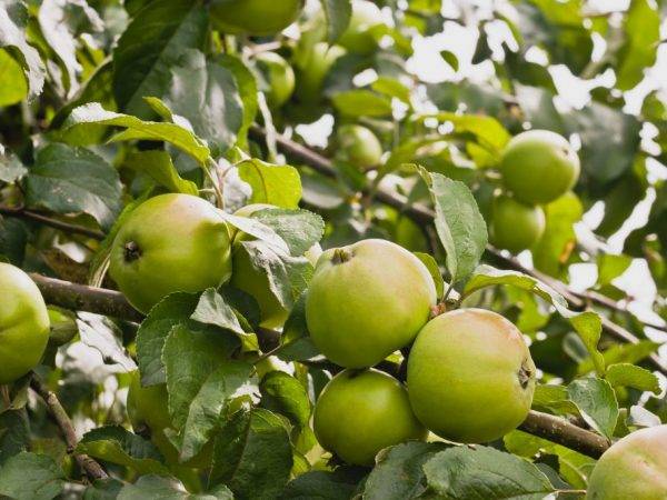 Сорта яблонь для ленинградской области: колоновидные, посадка - сельская жизнь