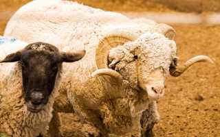 Овцы породы прекос: условия содержания, особенности, качества