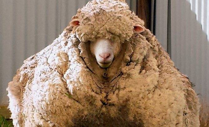 Овца меринос: распространение породы в австралии, основные преимущества, правила разведения