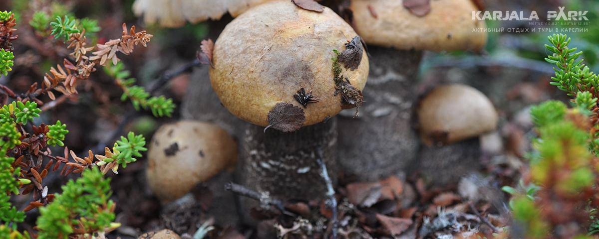 Ядовитые несъедобные грибы