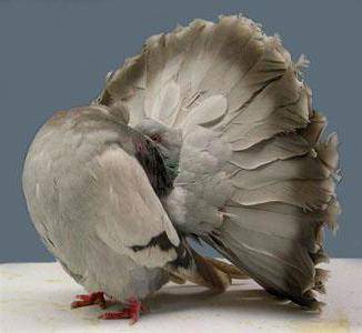 Обладатель самого пышного хвоста — павлиний голубь