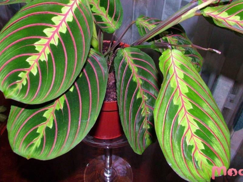 Маранта трехцветная (31 фото): уход за марантой триколор в домашних условиях. описание растения, способы размножения цветка