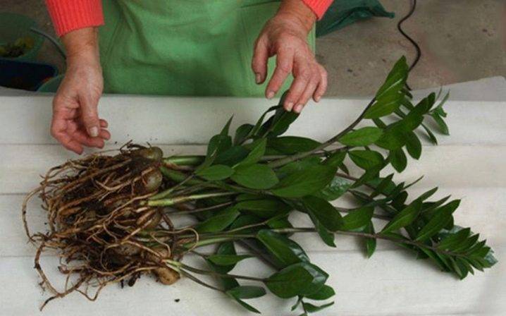 Грунт для замиокулькаса: какая земля лучше подойдет растению